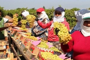 Sarıgöl de Yaş Ve Kuru Üzüm Fiyatları Sevindirdi