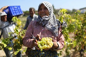 Saruhanlı da Üzüm Hasadı Tamamlandı