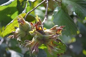 Üretici Fındığı Erken Elden Çıkarınca Fiyat Yükselemiyor
