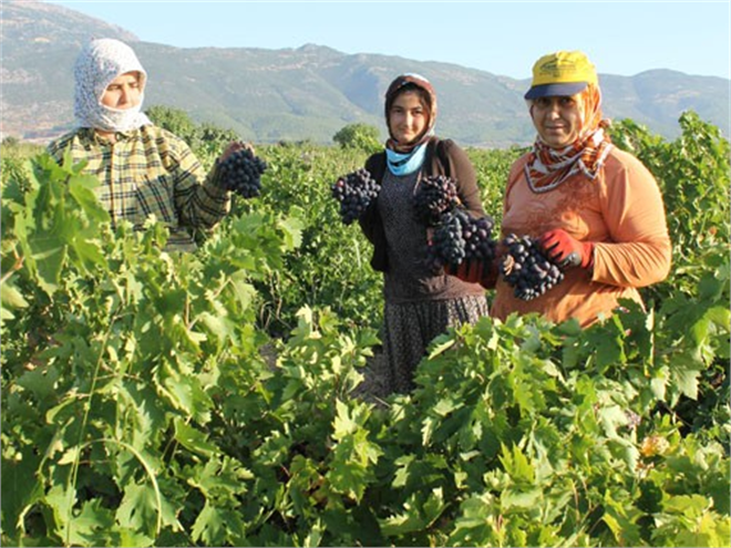Kavacık ta Keyifli Hasat