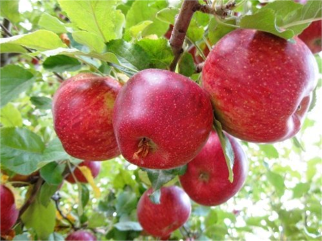 Elmada Rekolte Düşük Bekleniyor