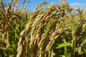 Güney Marmara daki Çeltik Ekimleri