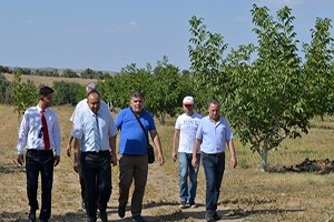 Örnek Ceviz Bahçesi Meyvelerini Vermeye Başladı