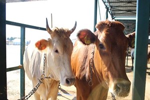 Kurbanlık Hayvana Küfür Etmenin Cezası 499 Lira