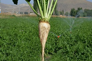 Şeker Pancarına Rekor Taban Fiyatı Kayseri Şeker den Geldi