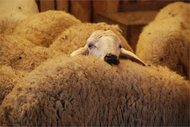 Tokat ta Kurbanlık Fiyatları Yükseldi