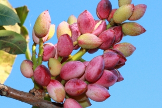 Antepfıstığı Rekolte Tahminleri Yapıldı