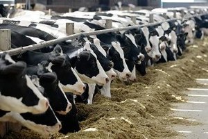 Veteriner Kontrollü Aktarmada AB ye Uyum 1 Yıl Sonra