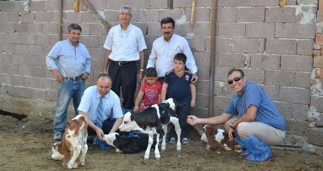 Uşak ta Dördüz Buzağı Sevinci