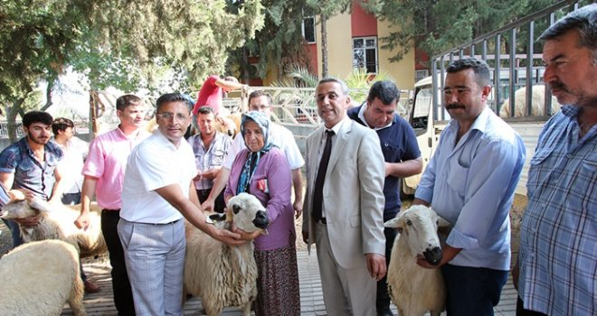 Osmaniye de Üreticilere Koç Dağıtıldı