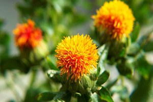 Bayramiç te Aspir Hasadı Başladı