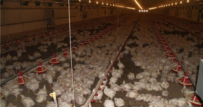 Çankırı da Tavukçuluğa TKDK Desteği