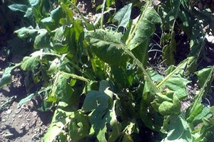 Çelikhan da 200 Dönüm Araziyi Dolu Vurdu