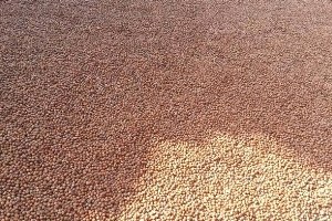 Samsun da 100 Bin Ton Fındık Üretimi Bekleniyor