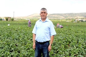 Taze Fasulyede Verim Düştü Fiyat Yükseldi