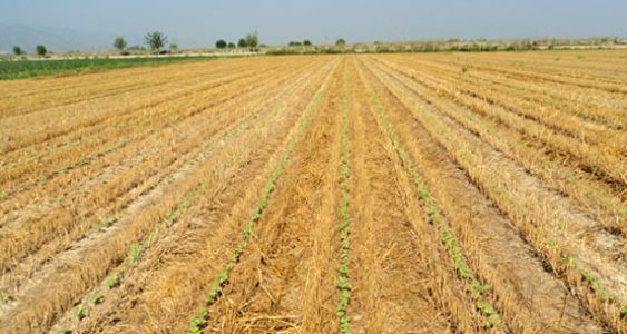 Konya da Tarım Düşündürüyor