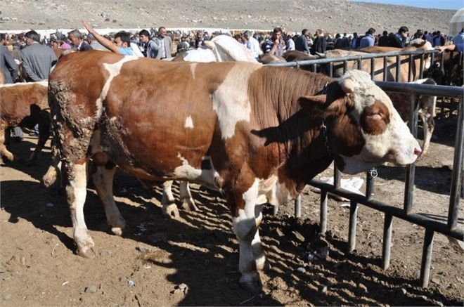 Erzurum Besicilikte İlk Sırada