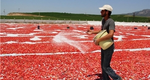 Manisa Kurutulmuş Ürün İhracatını Arttırdı