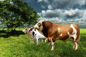 Belirli Canlı Tırnaklı Hayvanların İthalatı