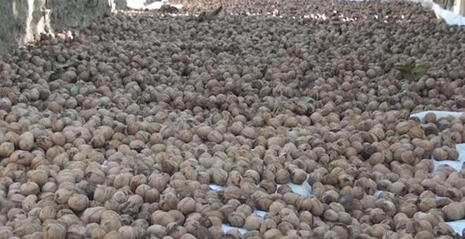 Ceviz Üreticisini Güldürdü