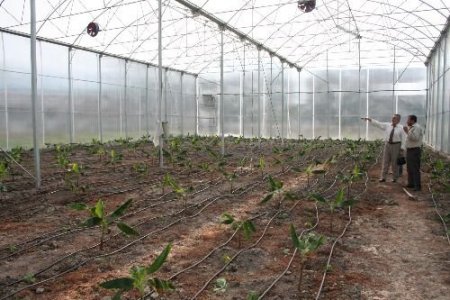 Örtü Altı Yetiştiricilerine Sağlanan Mali Destekler