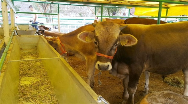 Et ve Süt Kurumu Elde Kalan Kurbanlıkları Alacak