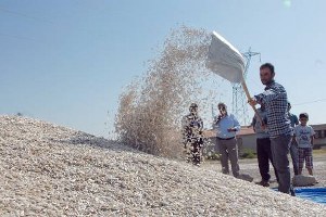 Ayçekirdeği Harmanda Elma Dalında Kaldı