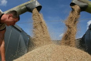 Rusya Buğday İhracatını 30 Azalttı