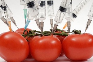 Rusya Direnecek Hükümet GDO lu Gıda Üretimini Tamamen Yasaklıyor