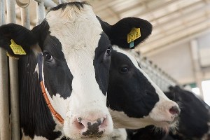 UKON Besilik İthalatında 15 Verginin Kaldırılmasını İstiyor