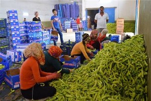 Yenişehirde Biber Bereketi