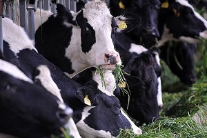 Ağrı dan 160 Bin Kurbanlık Gönderildi