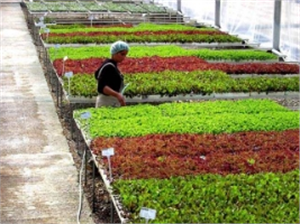 Çiçek Üreticileri Artık Birbirine Rakip Değil