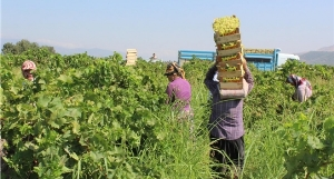 Hassa da Üzüm Hasadı Yüzleri Güldürdü