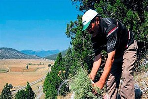 15 Milyon Lira Dağda Kalıyor