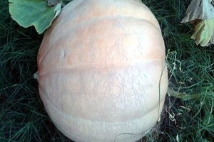 Bayramiç te 52 Kiloluk Bal Kabağı Yetiştirildi