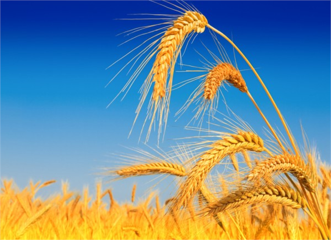 Tekirdağ Buğday Üretiminde 5 Sırada