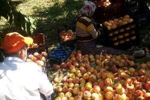 Büyükşehir Yetkilileri Mısır ve Şeftali Üreticilerinin Sorunlarını Dinledi