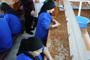 Fındık Fabrikalarında İşçi Açığı Sorunu