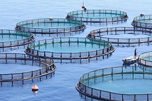 Gelecek Nesiller Balığı Çiftlikten Yiyecek