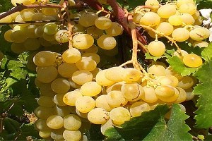 Geyve nin Müşküle Üzümü Ege Üzümüne Rakip