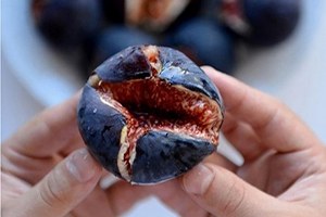 İncir Yağışlardan Zarar Görmedi