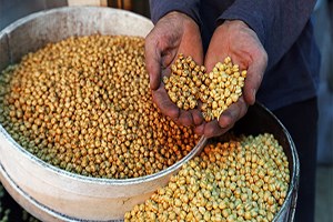 Nohutta Rekolte Düşüklüğü Leblebiye Zam Olarak Yansıyacak