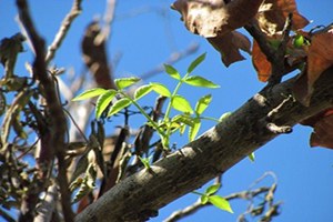 Sıcaklardan Kuruyan Ceviz Ağaçları Yeniden Yeşerdi