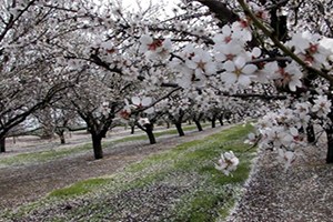 Diyarbakırlı Çiftçinin Yüzü Badem le Güldü