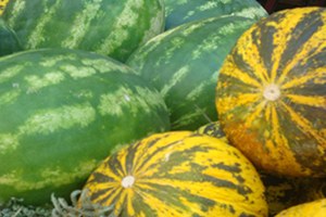 Muş ta Karpuz Ve Kavun Hasadı Devam Ediyor