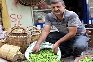 Kilis te Sofralık Zeytin Piyasada