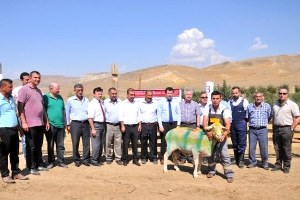 Macaristan daki Toplam Hayvan Sayısı Kadar Hayvanın Türkiye de Islah Takibi Yapılıyor