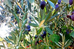 Zeytin de Bu Sezon Artış Bekleniyor