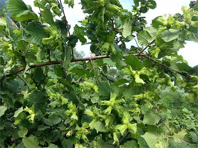 Fındıkta Gençleştirme Çalışmaları